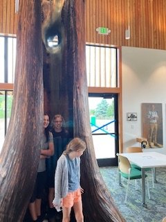 hollow tree artwork inside the winthrop library